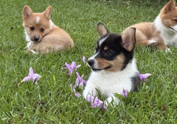 (2) Purebred Corgi Boys – 14wks