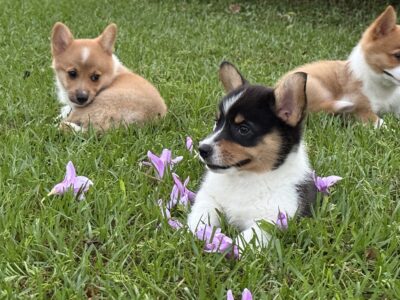 (2) Purebred Corgi Boys – 14wks