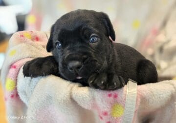 Cane Corso puppies