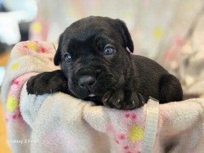 Cane Corso puppies