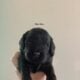 Balck and Tan Male