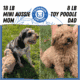 MINI AUSSIEDOODLE MALES