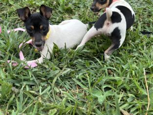 Toy fox terrier Grand Champion Sired