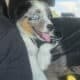 Mini Australian Shepherd