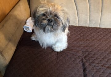 Shih Tzu For Sale