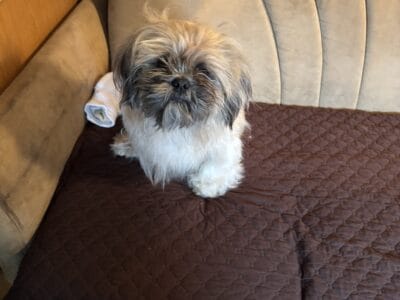 Shih Tzu For Sale