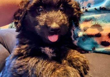 Wavy hair female German Aussidoodle