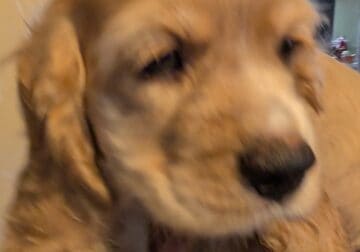 Purebred Cocker Spaniel puppies