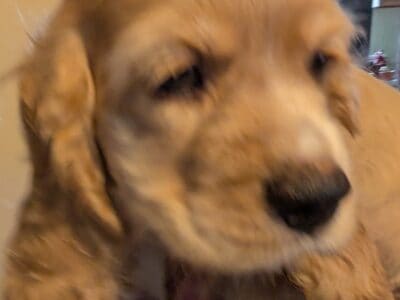 Purebred Cocker Spaniel puppies