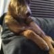 German Shepherd Mix for Sale