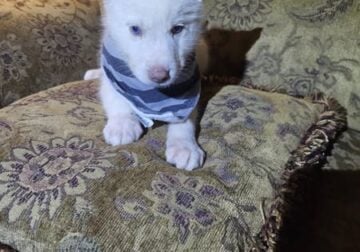 siberian husky pup male