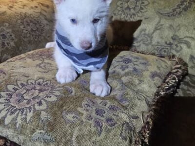siberian husky pup male