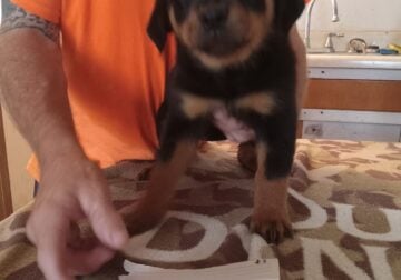 Rottweiler puppy 8wk