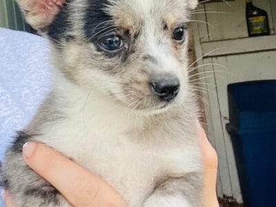 Small breed girl