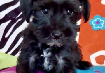 Miniature Schnauzer Bailey