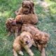 Petite mini goldendoodle puppies
