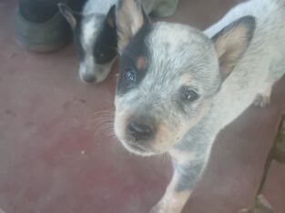 Blue healer’s