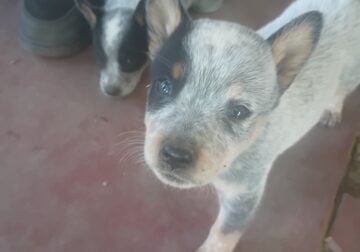 Blue healer’s
