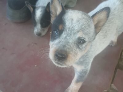 Blue healer’s