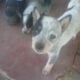 Blue healer’s