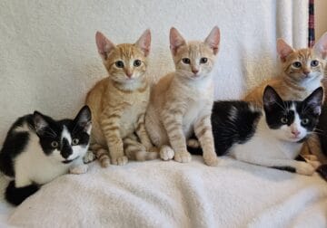 Kittens for adoption