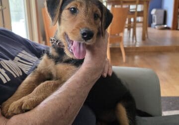 Airedale puppy
