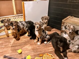 German Aussie Puppies