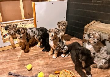 German Aussie Puppies