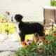 AKC Bernese Mountain female puppy Indianan (Jane)