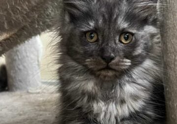 Mainecoon Kittens
