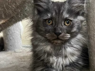 Mainecoon Kittens