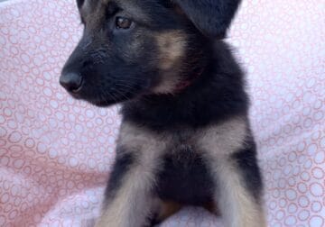 German Shepherd puppies