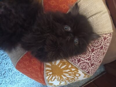 CFA Extreme faced Persian Male Available 11 weeks