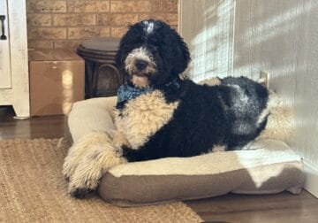 Nico needs aNew home