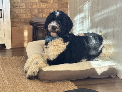 Nico needs aNew home