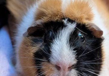 Guinea pigs