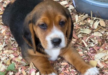 Beagle AKC puppies