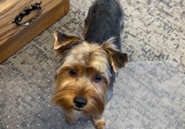5-7 pound yorkie