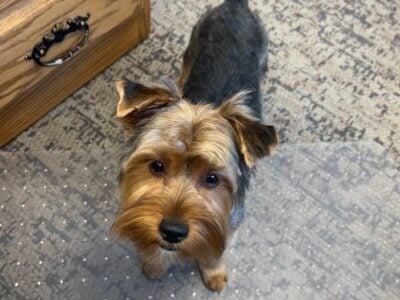 5-7 pound yorkie