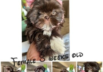 Shih Tzu Puppies