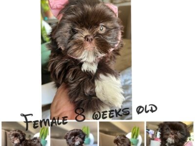 Shih Tzu Puppies