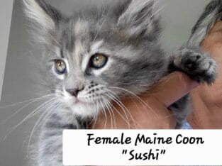Three female Maine Coon Kittens. TICA reg