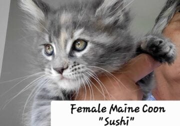 Three female Maine Coon Kittens. TICA reg