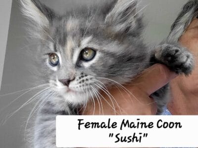 Three female Maine Coon Kittens. TICA reg