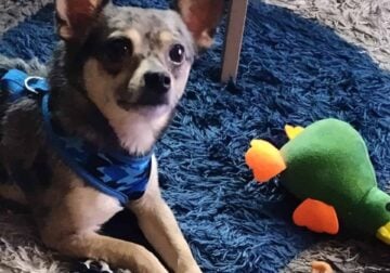 Merle male Chihuahua