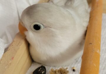 Fischer Slaty Ivory Lovebird
