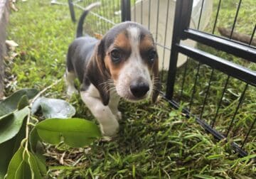 Beagle Puppies (Litter of 5)