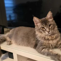 Maine Coon Matheo