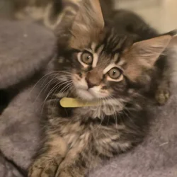 Maine Coon Theo