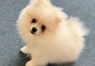 Stunning All-White Male Pomeranian Puppy – AKC